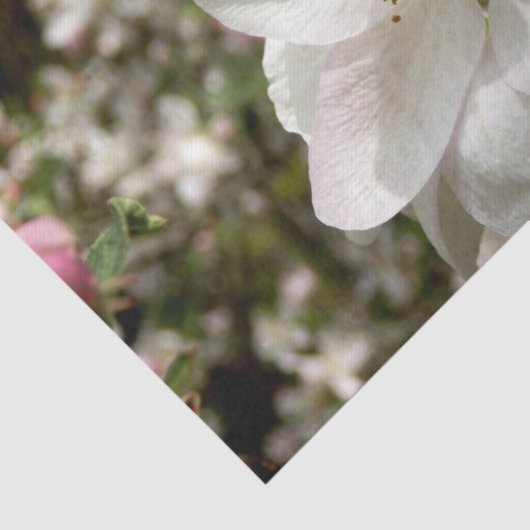 Apple Blossom-weefselpapier Tissuepapier (Detail)