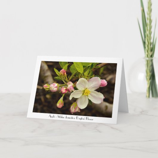 Apple Blossoms All Occasion Groeten Dank je wel Kaart (Voorkant)