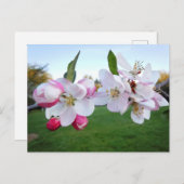 Apple Blossoms Briefkaart (Voorkant / Achterkant)