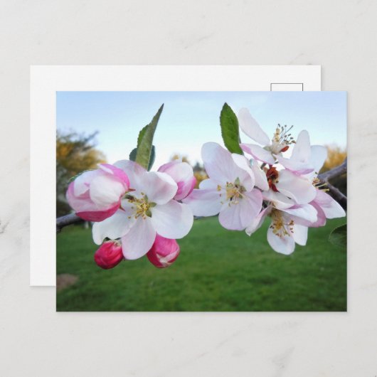 Apple Blossoms Briefkaart (Voorkant / Achterkant)
