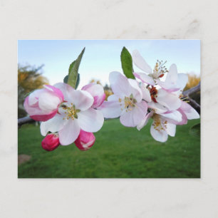 Apple Blossoms Briefkaart