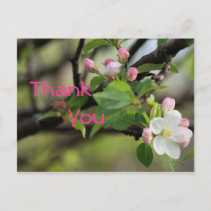 Apple Blossoms Briefkaart - elke gelegenheid aanpa