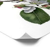 Apple Blossoms Flower Art Print Poster (Hoek)