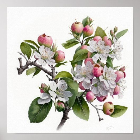 Apple Blossoms Flower Art Print Poster (Voorkant)