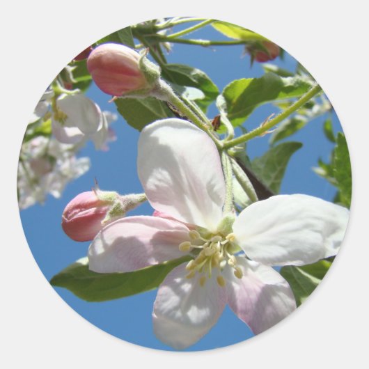 APPLE BLOSSOMS STICKERS STICKER VELLEN Cadeaus (Voorkant)