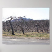 Apple-bomen in een roeoliefabriek, foto's schilder poster (Voorkant)