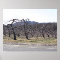 Apple-bomen in een roeoliefabriek, foto's schilder