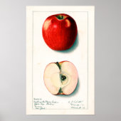  Apple Botanische illustratie Poster (Voorkant)