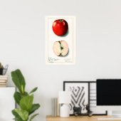  Apple Botanische illustratie Poster (Thuiskantoor)