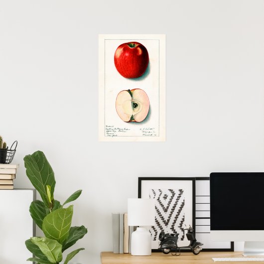  Apple Botanische illustratie Poster (Thuiskantoor)