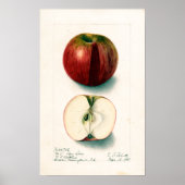 Apple Botanische illustratie Poster (Voorkant)