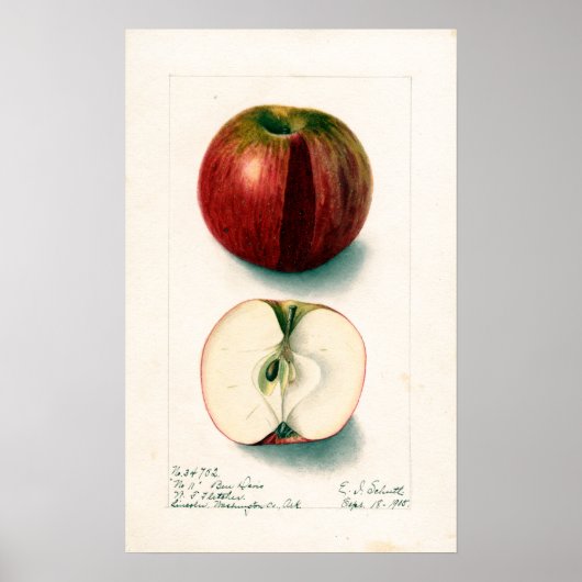 Apple Botanische illustratie Poster (Voorkant)