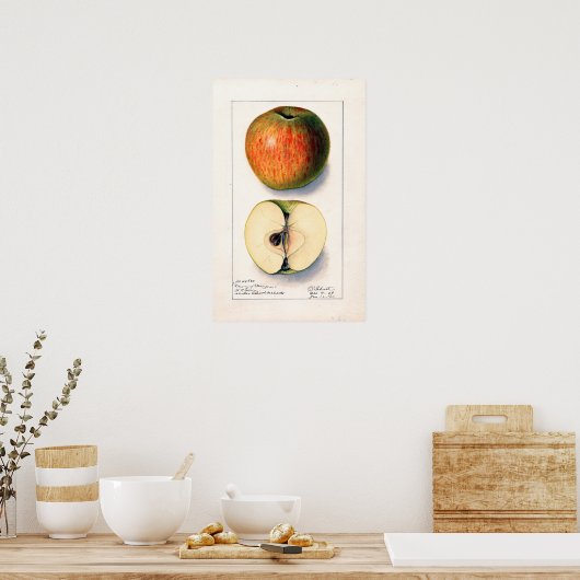 Apple Botanische illustratie Poster (Keuken)