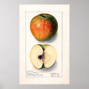 Apple Botanische illustratie Poster