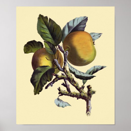  Apple Branch Poster (Voorkant)