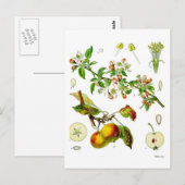 Apple Briefkaart (Voorkant / Achterkant)