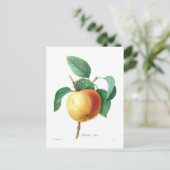 Apple 'Calville blanc' Briefkaart (Staand voorkant)