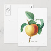 Apple 'Calville blanc' Briefkaart (Voorkant / Achterkant)