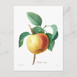 Apple 'Calville blanc' Briefkaart