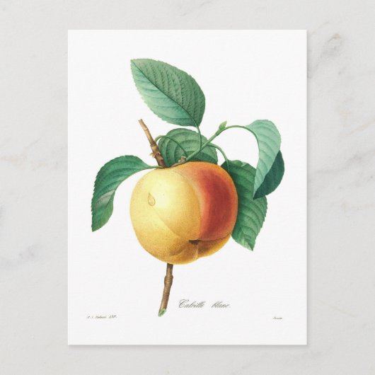 Apple 'Calville blanc' Briefkaart (Voorkant)
