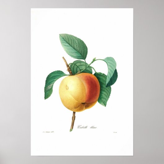 Apple 'Calville blanc' Poster (Voorkant)