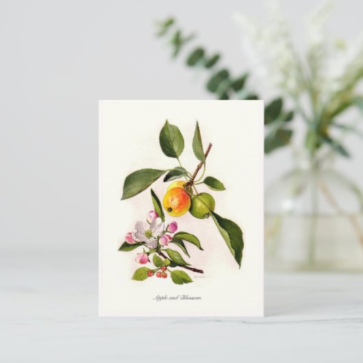 Apple en Blossom Briefkaart (Staand voorkant)
