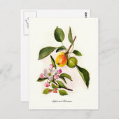 Apple en Blossom Briefkaart (Voorkant / Achterkant)