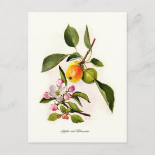 Apple en Blossom Briefkaart
