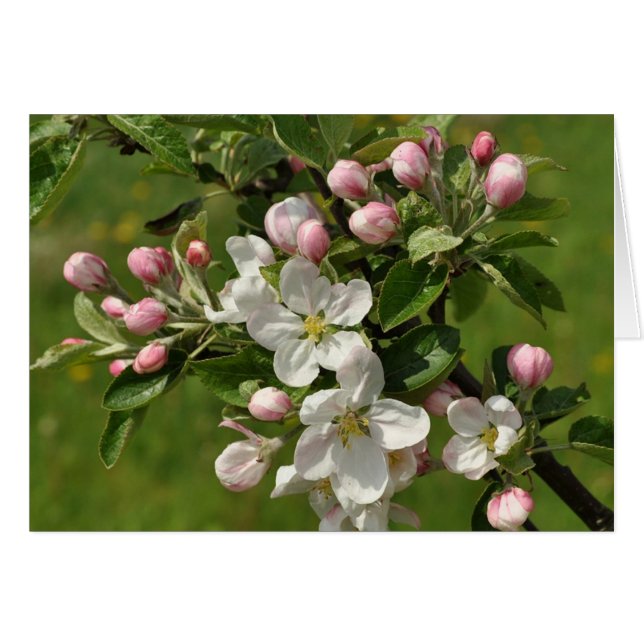 Apple Flower Card (Voorkant Horizontaal)