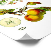 Apple Fruit Flower  Botanische Illustratie Poster (Hoek)