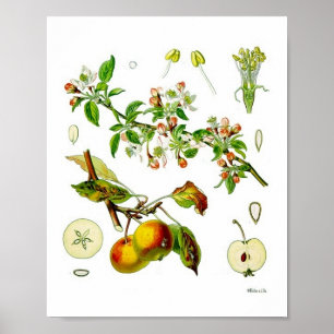 Apple Fruit Flower  Botanische Illustratie Poster