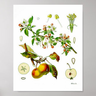 Apple Fruit Flower  Botanische Illustratie Poster