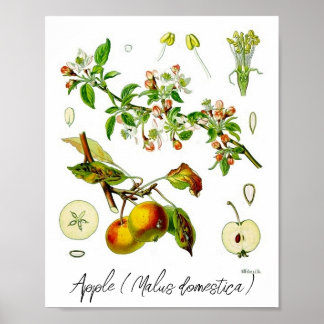 Apple Fruit Flower  Botanische Illustratie Poster