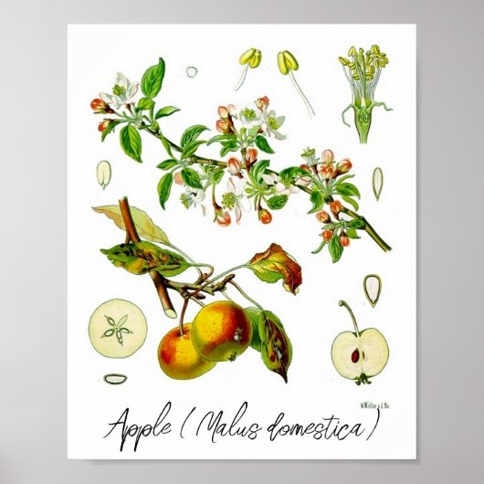 Apple Fruit Flower  Botanische Illustratie Poster (Voorkant)