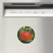 Apple James Grieve magneet (Insitu (Vaatwasser))
