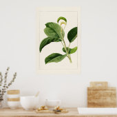 Apple Leaves (Malus Domestica) (1910) van James Ma Poster (Keuken)