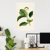 Apple Leaves (Malus Domestica) (1910) van James Ma Poster (Thuiskantoor)