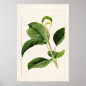 Apple Leaves (Malus Domestica) (1910) van James Ma Poster (Voorkant)