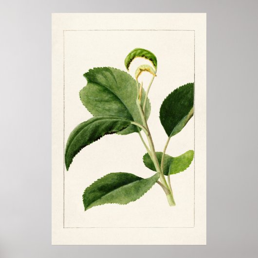 Apple Leaves (Malus Domestica) (1910) van James Ma Poster (Voorkant)