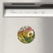 Apple Magneet (Insitu (Vaatwasser))