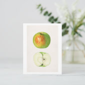 Apple (Malus Domestica) van Mary Daisy Arnold Briefkaart (Staand voorkant)