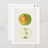 Apple (Malus Domestica) van Mary Daisy Arnold Briefkaart (Voorkant / Achterkant)