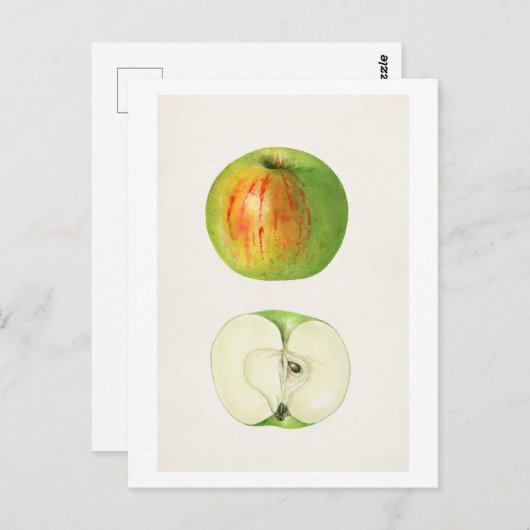 Apple (Malus Domestica) van Mary Daisy Arnold Briefkaart (Voorkant / Achterkant)