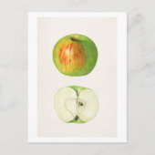 Apple (Malus Domestica) van Mary Daisy Arnold Briefkaart (Voorkant)