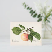 Apple (Malus Domestica) Waterverf van fruit Briefkaart (Staand voorkant)