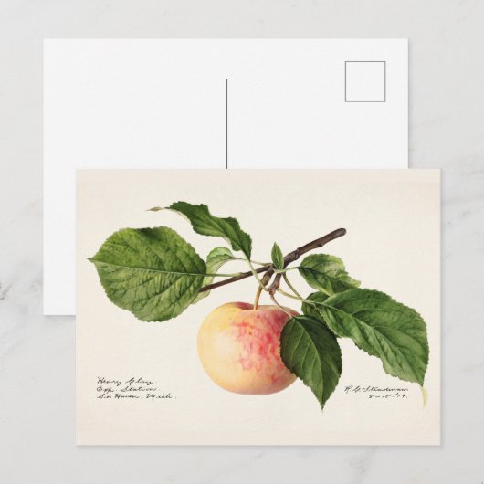 Apple (Malus Domestica) Waterverf van fruit Briefkaart (Voorkant / Achterkant)