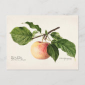 Apple (Malus Domestica) Waterverf van fruit Briefkaart (Voorkant)