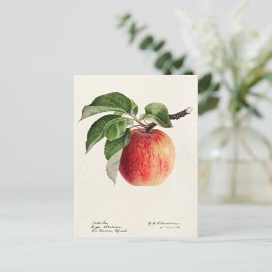 Apple (Malus Domestica) Waterverf van fruit Briefkaart (Staand voorkant)
