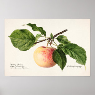 Apple (Malus Domestica) Waterverf van fruit Poster