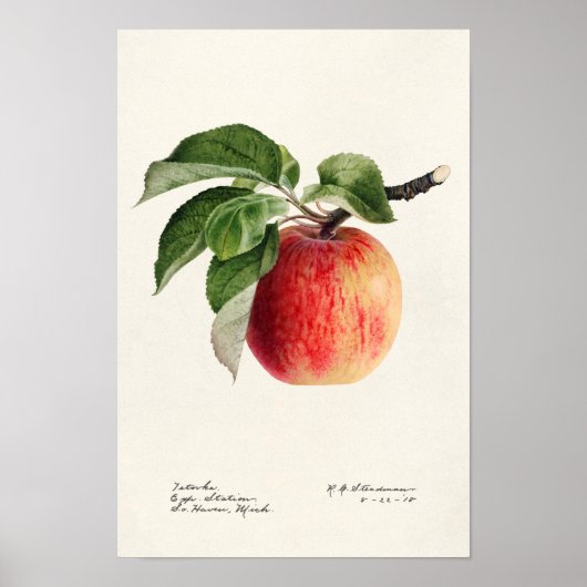 Apple (Malus Domestica) Waterverf van fruit Poster (Voorkant)